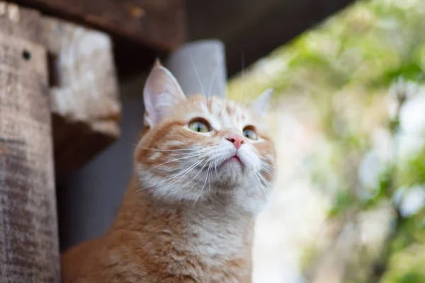 Cute Ginger Cat Peeks Out Wooden Shed Spring Garden Pet — Fotografia de Stock