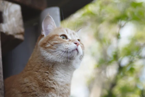 Cute Ginger Cat Peeks Out Wooden Shed Spring Garden Pet — Fotografia de Stock