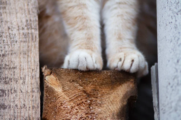 Cute Fluffy Paws Ginger Cat Claws Pet Sitting Wood Horizontal — Φωτογραφία Αρχείου