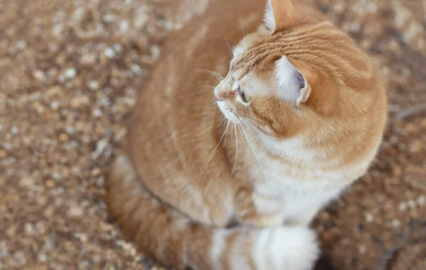 Beautiful Red Cat White Stripes Sits Sawdust Rural Yard Pet — Φωτογραφία Αρχείου
