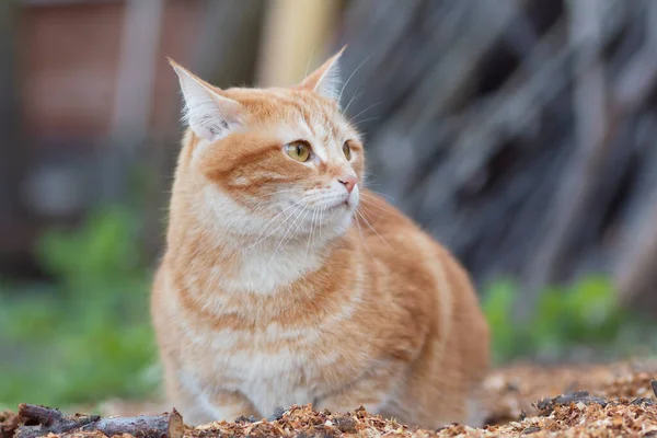 Πορτρέτο Του Κόκκινου Σύγχυση Γάτα Πόδια Εξωτερικούς Χώρους Αστείο Κατοικίδιο — Φωτογραφία Αρχείου