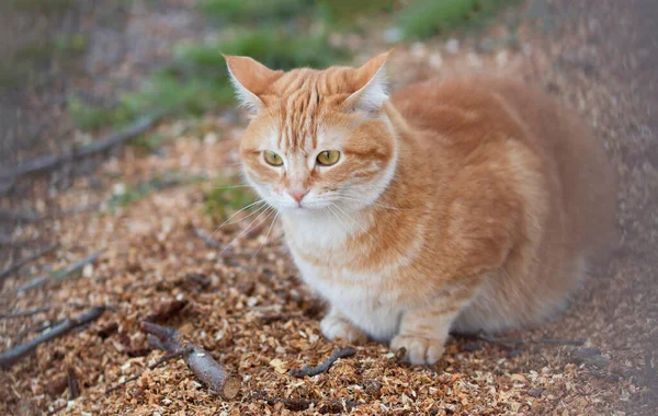 Portrait Red Confused Cat Walking Outdoors Funny Pet Rural Scene — Stock Photo, Image