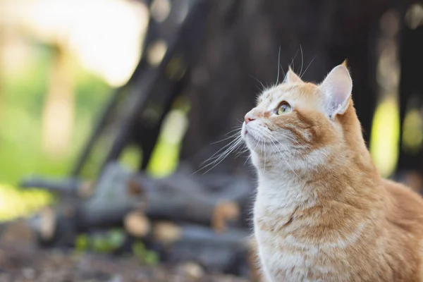 Fabuloso Retrato Belo Gato Gengibre Quintal Animal Estimação Olhando Para — Fotografia de Stock