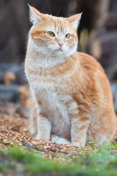 portrait of red confused cat walking on spring nature, funny portrait of red confused cat walking outdoors, funny alarmed pet pet