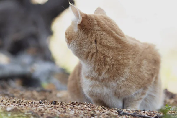 Vacker Röd Katt Med Vita Ränder Sitter Sågspån Landsbygden Sällskapsdjur — Stockfoto