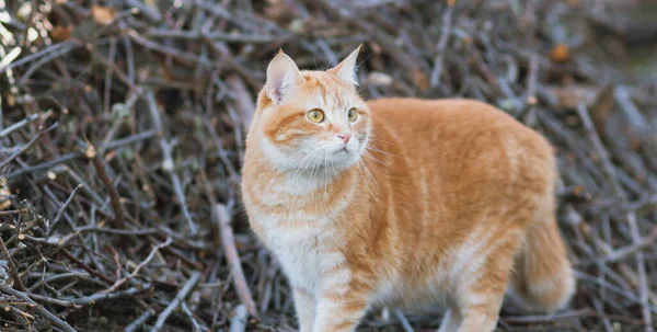 Beautiful Red Cat Hunting Yard Pet Walking Spring Nature Background — Stock Photo, Image
