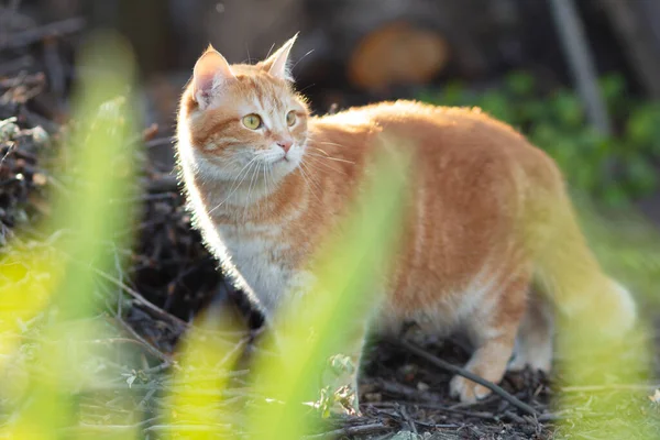 Beautifu Ginger Red Cat Hunting Yard Pet Walking Spring Nature — Stock Photo, Image