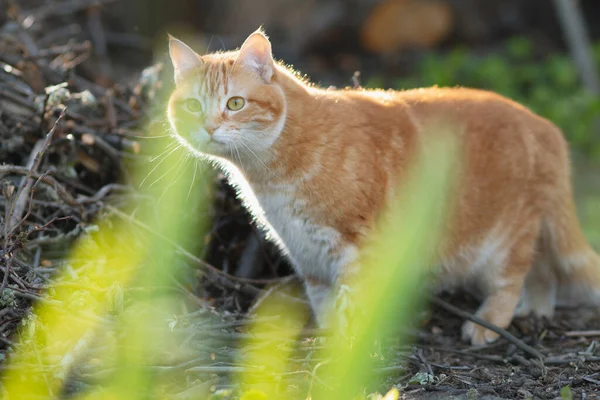 美丽的红猫在院子里打猎 宠物在春天散步 — 图库照片