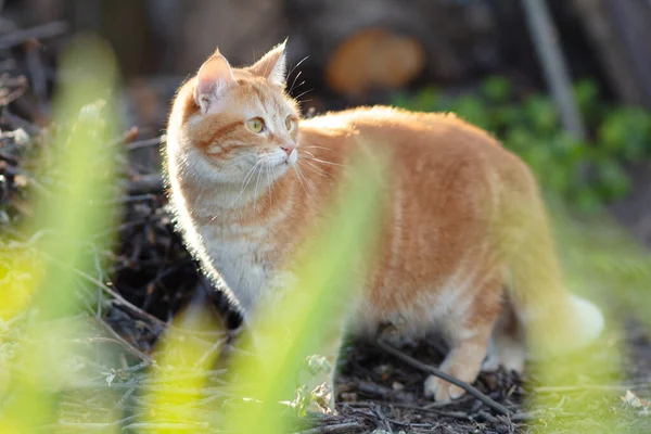 Beautiful Red Cat Hunting Yard Pet Walking Spring Nature — Stock Photo, Image