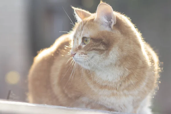 Μαλακό Πορτρέτο Του Κόκκινου Tabby Γάτα Κάθεται Στην Οροφή Στο — Φωτογραφία Αρχείου