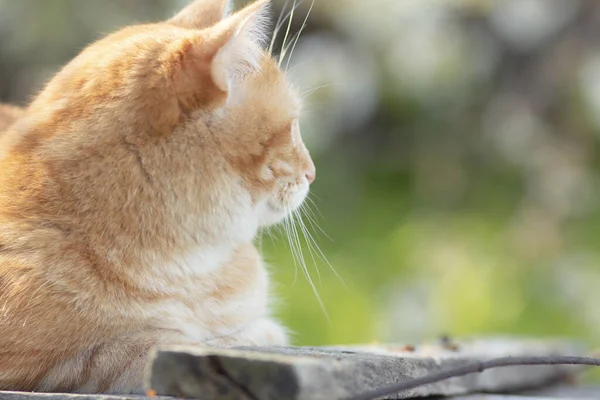 Cute Red Cat Lying Wooden Roof Sunlight Pet Resting Spring — Fotografia de Stock