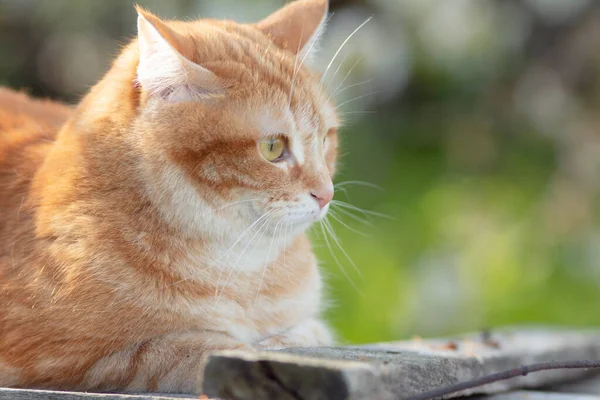 Όμορφη Σύγχυση Κόκκινη Γάτα Που Βρίσκεται Στην Ξύλινη Στέγη Στο — Φωτογραφία Αρχείου
