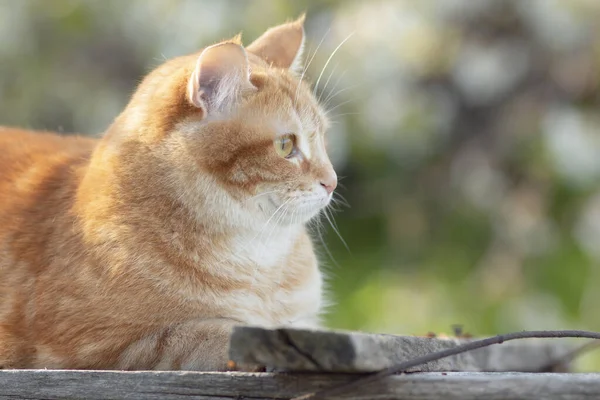 Vacker Röd Katt Liggande Trä Tak Med Spikar Solljus Sällskapsdjur — Stockfoto