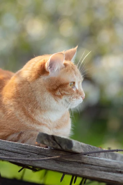 Beautiful Red Cat Lying Wooden Roof Nails Sunlight Pet Walking — Fotografia de Stock