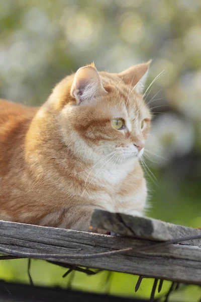 Красивая Красная Кошка Лежит Деревянной Крыше Ногтями Солнечном Свете Животное — стоковое фото