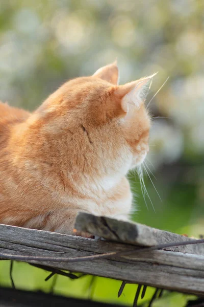 Gyönyörű Piros Macska Feküdt Tetőn Szögek Napfényben Kisállat Séta Tavaszi — Stock Fotó