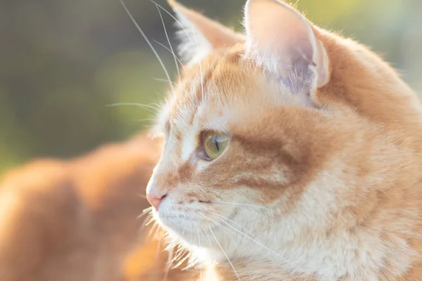 Perfil Retrato Macio Gato Vermelho Bonito Luz Solar Animal Estimação — Fotografia de Stock