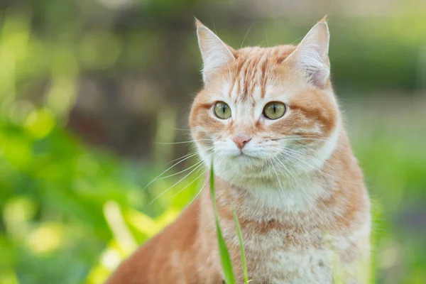 Beautiful Red Cat Walking Spring Garden Green Grass Pet Yard lizenzfreie Stockbilder