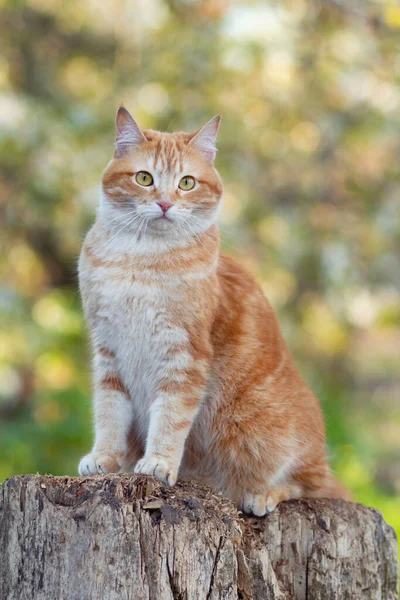 Engraçado Gato Gengibre Assustado Sentado Toco Árvore Jardim Primavera Animal — Fotografia de Stock