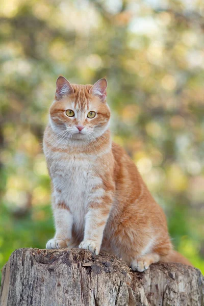 Śmieszne Zabawy Imbir Kot Siedzi Pniu Drzewa Wiosennym Ogrodzie Zwierzę Obraz Stockowy