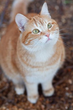 Güzel kızıl kedi ilgiyle yukarı bakıyor, hayvan gezintisi kırsal kesimde, komik hayvanlar