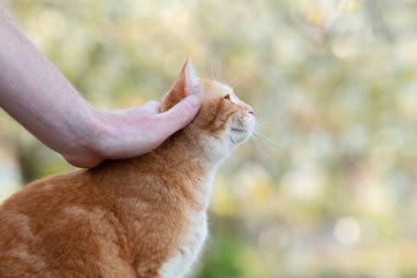 Erkek eli zencefilli kediyi okşuyor bahar bahçesinde yürüyor, sevimli evcil hayvan konsepti