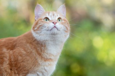Bahçedeki yaz yapraklarının arka planında güzel kızıl kedinin portresi, sevimli evcil hayvanlar