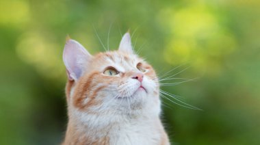 Güzel kızıl kedi yukarı bakıyor, evcil hayvan doğa sahnesinde yürüyor, bahçedeki kedi portresi