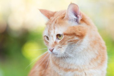 Bahçedeki yaz yapraklarının arka planında kızgın kızıl kedinin portresi, sevimli evcil hayvanlar