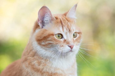 Bahçedeki yaz yapraklarının arka planında güzel kızıl kedinin portresi, sevimli evcil hayvanlar