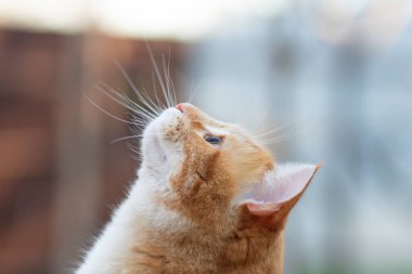 Kırmızı kedi kafası profili merakla yukarı bakıyor, bahçede yürüyen bir hayvan, hayvan portresi