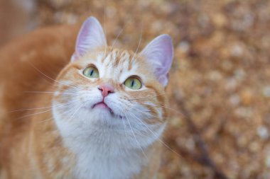 Güzel kızıl kedi yukarı bakıyor, evcil hayvan kırsal alanda yürüyor.