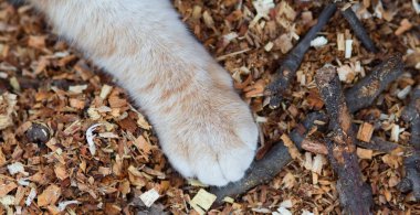 Tüylü kedi patileri talaş arkaplanında, kızıl kedi doğada yürüyor, hayvan vücudunun üst kısmında.