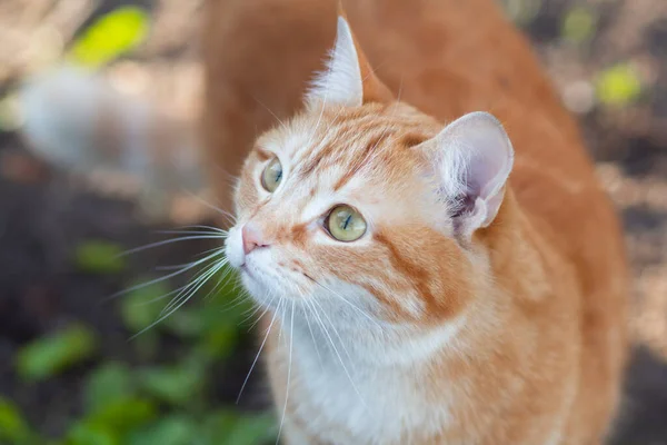 Hermoso Jengibre Gato Mirando Hacia Arriba Con Interés Mascota Caminando — Foto de Stock