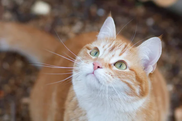 Όμορφη Γάτα Τζίντζερ Αναζητούν Περιέργως Κατοικίδιο Ζώο Περπάτημα Στη Φύση — Φωτογραφία Αρχείου