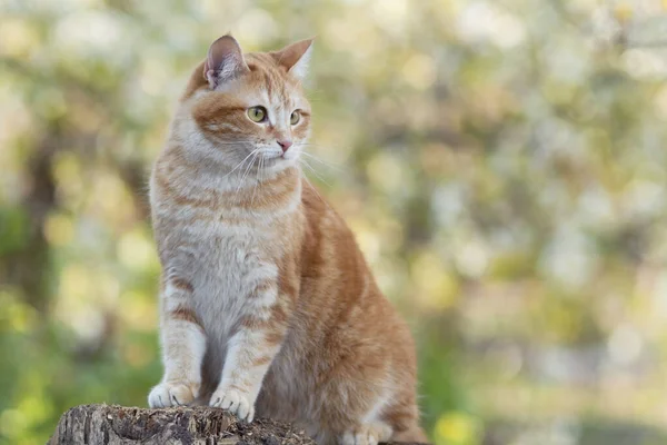 Bonito Gato Vermelho Sentado Toco Árvore Jardim Primavera Olhando Animal — Fotografia de Stock