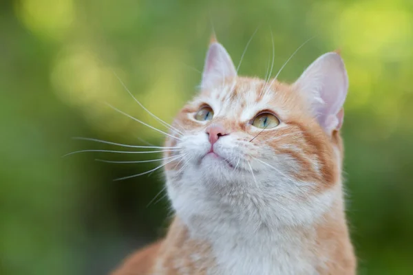 美丽的生姜猫抬头看 宠物在大自然中漫步 小猫在花园里的肖像 — 图库照片