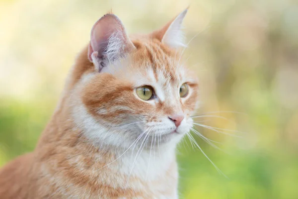 Πορτρέτο Της Όμορφης Γάτας Τζίντζερ Στο Φόντο Του Καλοκαιρινού Φυλλώματος — Φωτογραφία Αρχείου