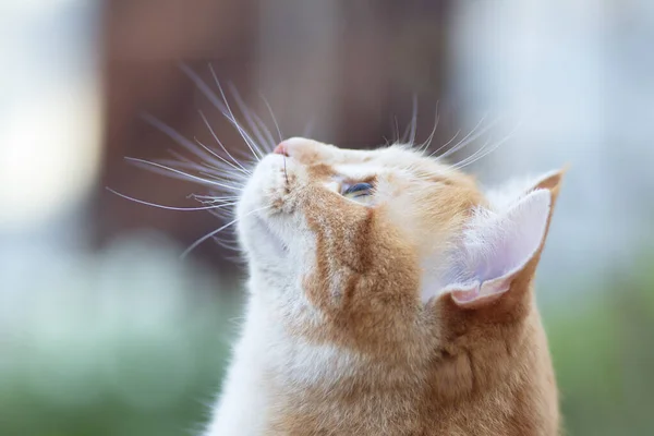 Προφίλ Του Κεφαλιού Γάτα Τζίντζερ Κοιτάζοντας Προς Πάνω Κατοικίδιο Ζώο — Φωτογραφία Αρχείου