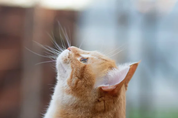 Προφίλ Του Κεφαλιού Γάτα Τζίντζερ Κοιτάζοντας Προς Πάνω Κατοικίδιο Ζώο — Φωτογραφία Αρχείου
