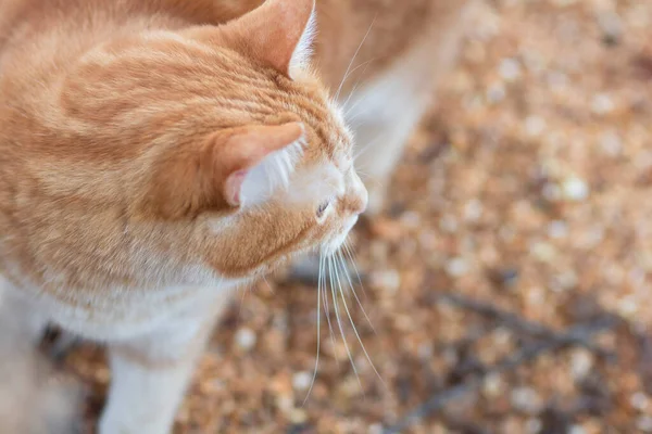 Κορυφαία Άποψη Του Τζίντζερ Tabby Γάτα Κάθεται Στην Αυλή Φυσικό — Φωτογραφία Αρχείου