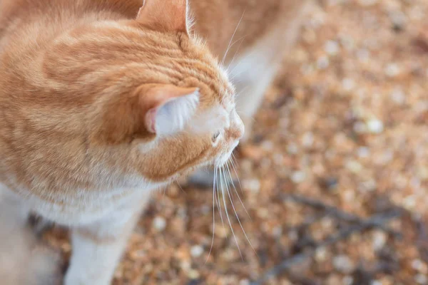 Vista Superior Gengibre Tabby Gato Sentado Quintal Fundo Natural Animal — Fotografia de Stock