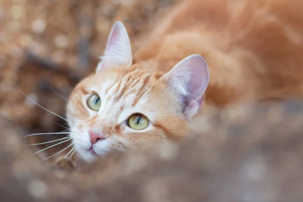 Όμορφη Γάτα Τζίντζερ Κοιτάζοντας Πίσω Από Ένα Δέντρο Κυνήγι Κατοικίδιων — Φωτογραφία Αρχείου