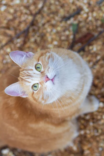 Bonito Gengibre Gato Olhando Para Cima Animal Estimação Andando Natureza — Fotografia de Stock