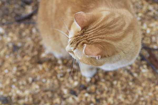 Κορυφαία Άποψη Του Τζίντζερ Tabby Γάτα Κάθεται Στην Αυλή Φυσικό — Φωτογραφία Αρχείου