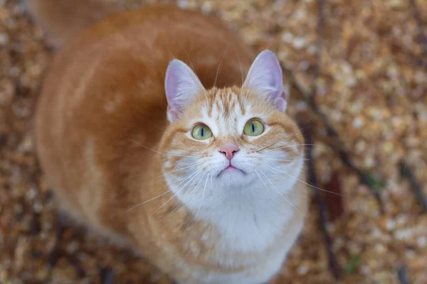 Beautiful Ginger Cat Looking Pet Walking Nature Rural Scene — Stock Photo, Image