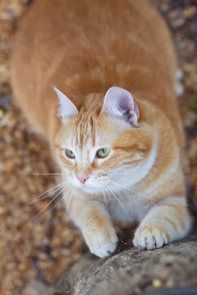 Όμορφη Γάτα Τζίντζερ Ακονίζει Νύχια Στις Πατούσες Ευχαρίστηση Στο Δέντρο — Φωτογραφία Αρχείου