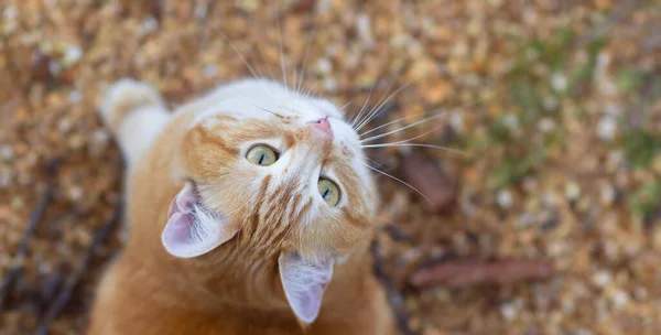 Όμορφη Γάτα Τζίντζερ Κοιτάζοντας Προς Πάνω Κατοικίδιο Ζώο Περπάτημα Στη — Φωτογραφία Αρχείου