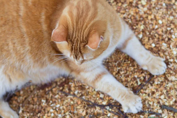Κορυφαία Άποψη Του Τζίντζερ Λίπος Γάτα Που Βρίσκεται Φυσικό Υπόβαθρο — Φωτογραφία Αρχείου