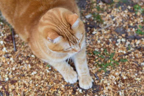 Draufsicht Auf Ingwerfett Katze Liegt Auf Natürlichem Hintergrund Haustier Ruht — Stockfoto